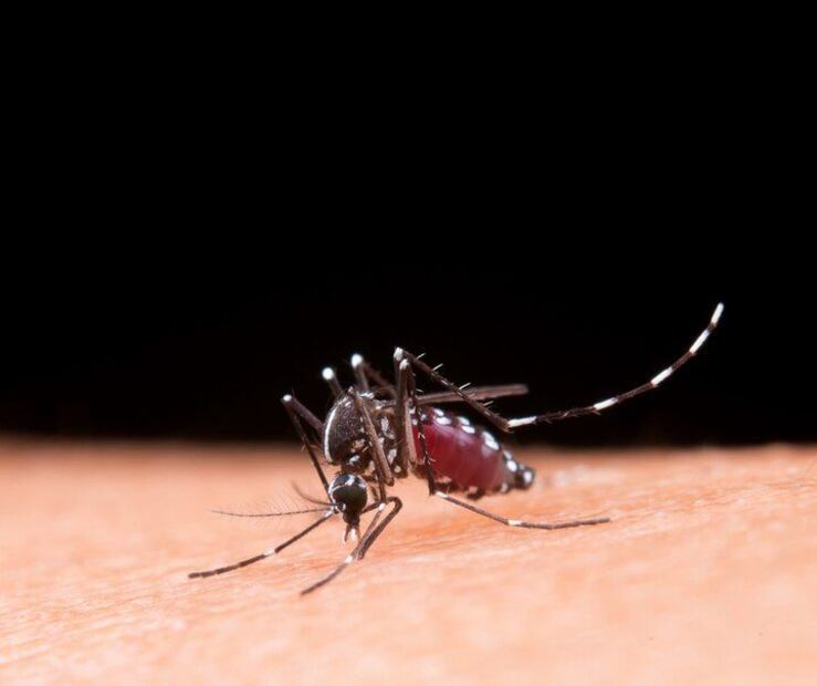 La incómoda presencia de los mosquitos. Fuente: Freepik.