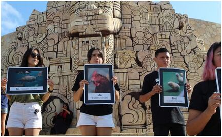 Denuncias por maltrato animal en Yucatán quedan impunes; activistas piden justicia por más de 600 casos ocurridos los últimos dos años