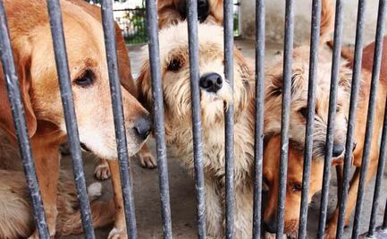 ¿Cómo denunciar el maltrato a un perro en CDMX?