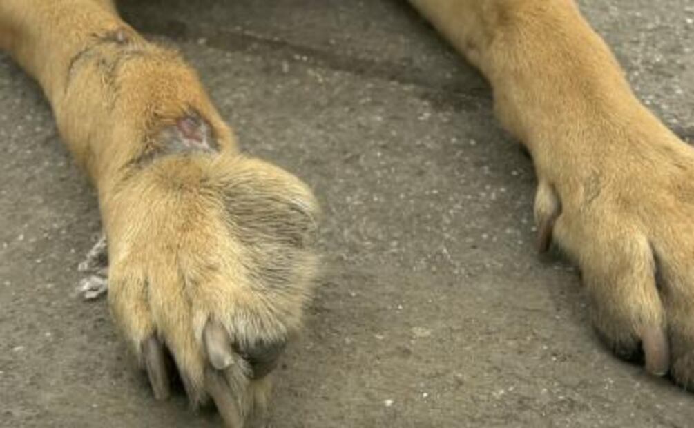 ¿Cómo adoptar a un perro peregrino?