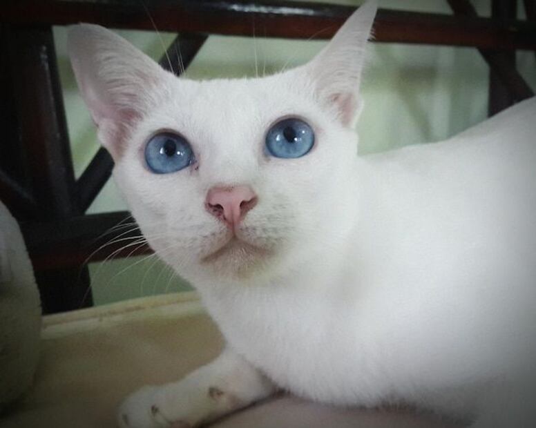 El fanatismo por los gatos bongos con ojos azules no parece disminuir. Fuente: Freepik.