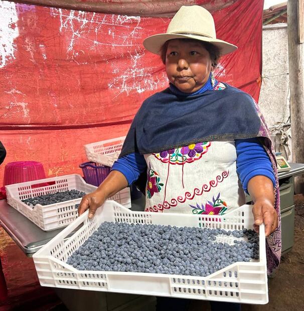 La "Blue Ruta" en Zacatlán de las Manzanas, Puebla, es una de las principales rutas agroturísticas sobre la pisca de mora azul en la entidad. Foto: Alan Nájera / El Universal