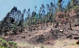 Pierde Ocoyoacac 1.5 km de cobertura forestal