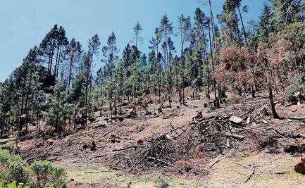 Pierde Ocoyoacac 1.5 km de cobertura forestal