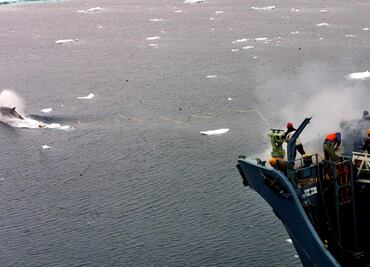 Islandia concede permiso para cazar 128 ballenas en medio de fuertes críticas