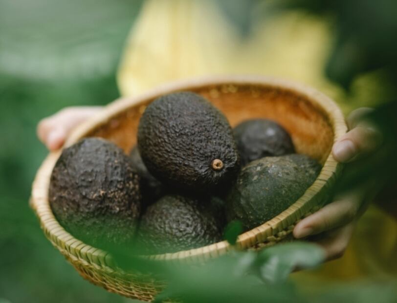 Germina tu hueso de aguacate y plántalo en casa