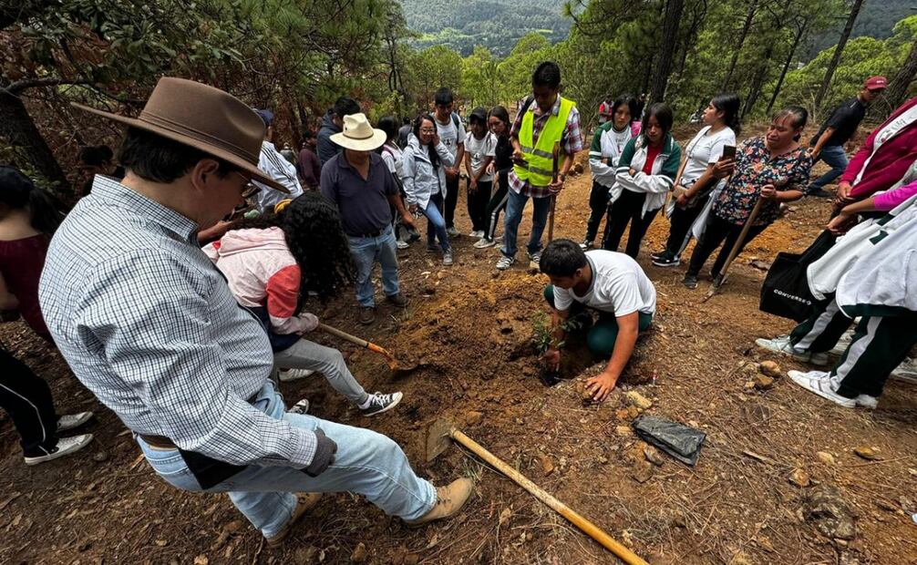 Reforestación en la comunidad de San Lucas Textitlán del municipio de Donato Guerra. Foto: Especiales
