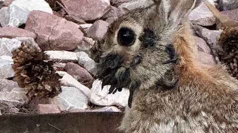 ¿Animales "zombies" en EU? Extrañas enfermedades virales afectan a ciervos, ardillas y conejos con deformaciones en el cuerpo