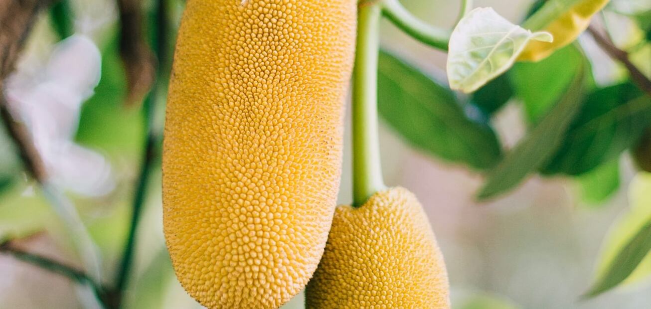 La yaca es una fruta versátil, por lo que se puede consumir de diversas maneras. Foto: Unsplash