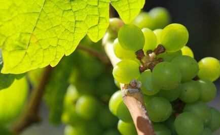 Los blancos de Rueda son DO