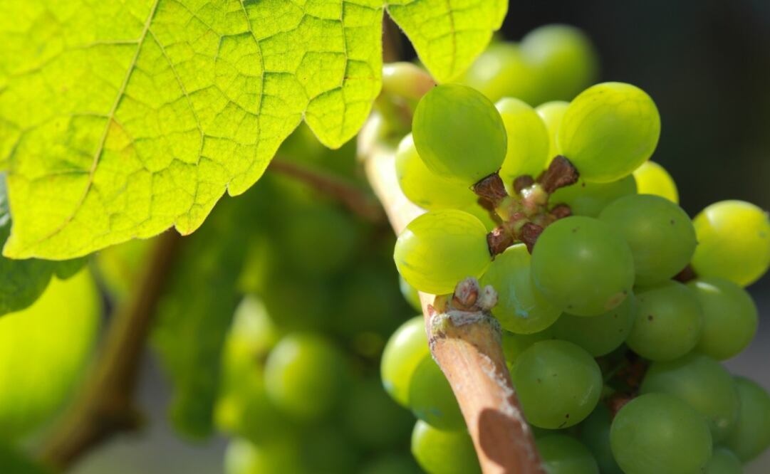 Los blancos de Rueda son DO