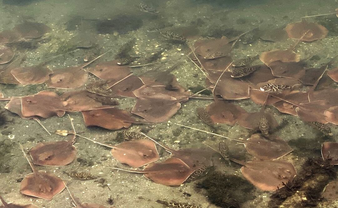 EFE/ Christopher Boykin/ Miami Waterkeeper