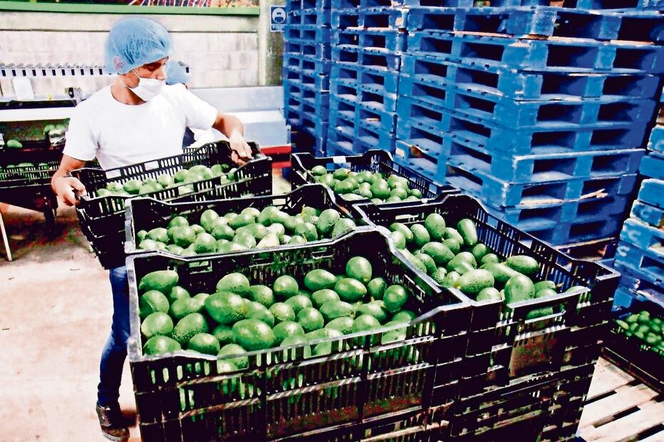 Los estados que más acaparan la producción de aguacate que se cultiva en el Edomex son Jalisco y Michoacán. Foto: Archivo / EL UNIVERSAL