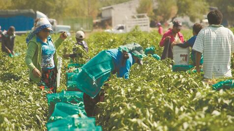 Jornaleros de Guerrero, víctimas de accidentes y pandemia