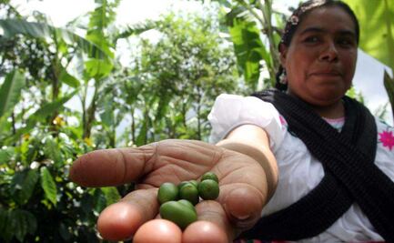 ¿Conoces las 16 cosas que sólo pueden producirse en México?