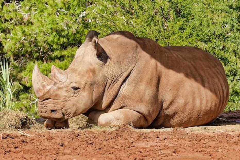 Salvar al rinoceronte blanco es una responsabilidad global. Fuente: Freepik.