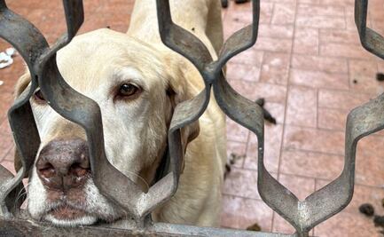 Rescatan a 6 perritos víctimas de maltrato en Venustiano Carranza y Azcapotzalco; hay un detenido