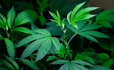 Muertes por uso de opioides en EU alcanza niveles inéditos, advierte la DEA