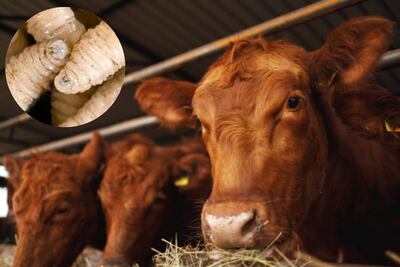 ¿Qué es el gusano barrenador?; confirman primer caso humano de miasis en México ocasionado por este parásito