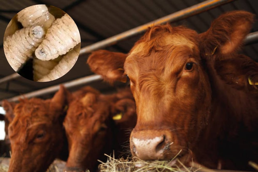 El Servicio Nacional de Sanidad, Inocuidad y Calidad Agroalimentaria de la Secretaría de Agricultura y Desarrollo Rural, el pasado domingo 24 de noviembre, dijo que interceptaron en Catazajá, Chiapas, un animal que resultó positivo en un cargamento originado fuera de México. Foto: IStock