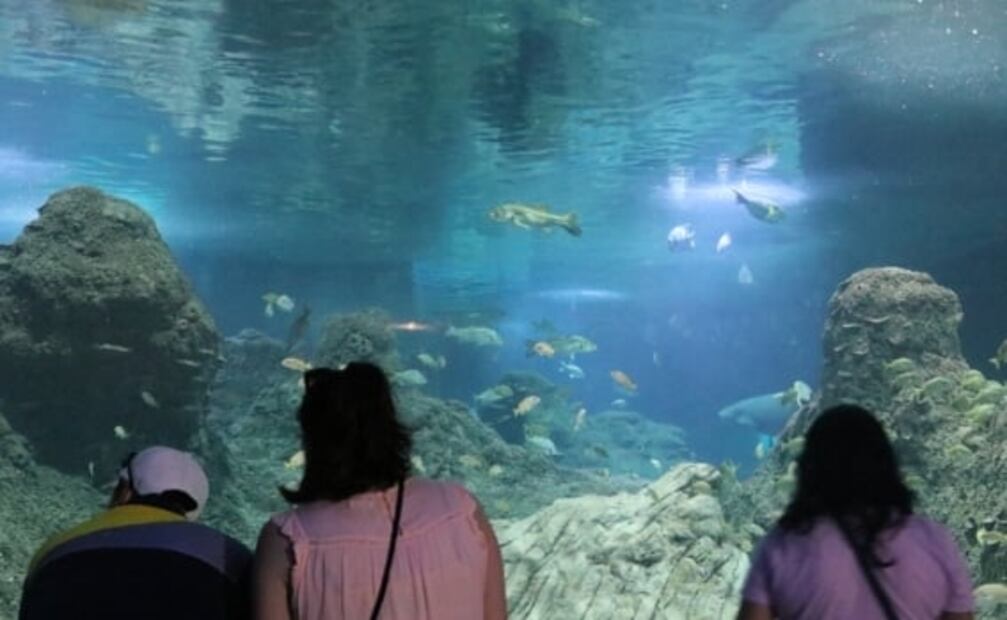 Abrirán acuario en Tepeyac. Será el más grande de Latinoamérica