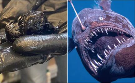 ¿Cuánto mide el pez diablo negro?; video muestra a hombre sujetando a monstruo marino muerto en España