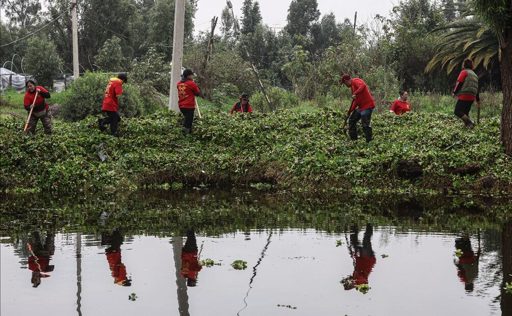 Integrantes de la brigada Cuidadores del Medio Ambiente realizan labores de limpieza de lirio acuático en el canal Japón de la zona lacustre de la alcaldía Xochimilco, en la Ciudad de México, el jueves 26 de junio de 2025. Foto: Gabriel Pano/EL UNIVERSAL