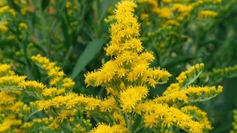 Alivia la fiebre con este remedio casero hecho con una planta de tu jardín
