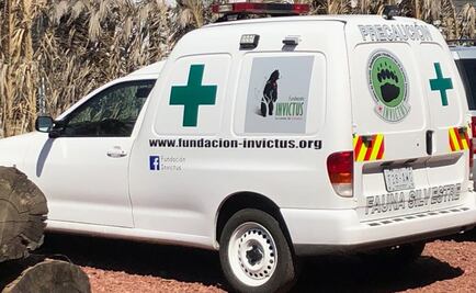 Corte de electricidad provoca muerte de animales en hospital de rescate