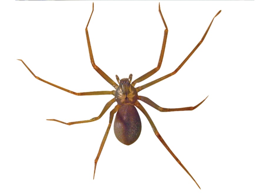 Foto: Archivo /EL UNIVERSAL