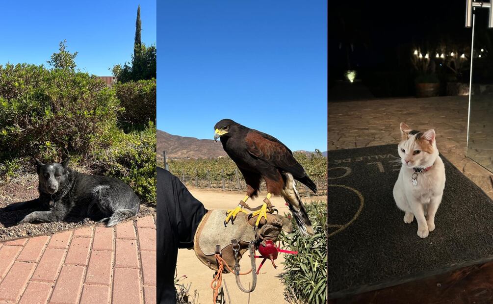 El Cielo, un viñedo en Valle de Guadalupe. Foto: Alan Nájera / El Universal