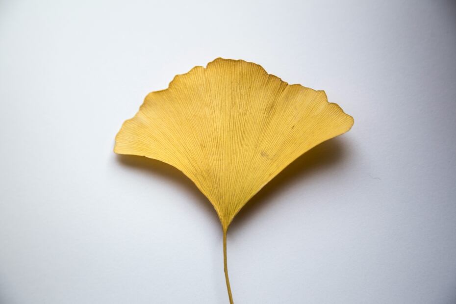 Las hojas de ginkgo biloba se utilizan en infusiones y otras bebidas. Foto: Freepik