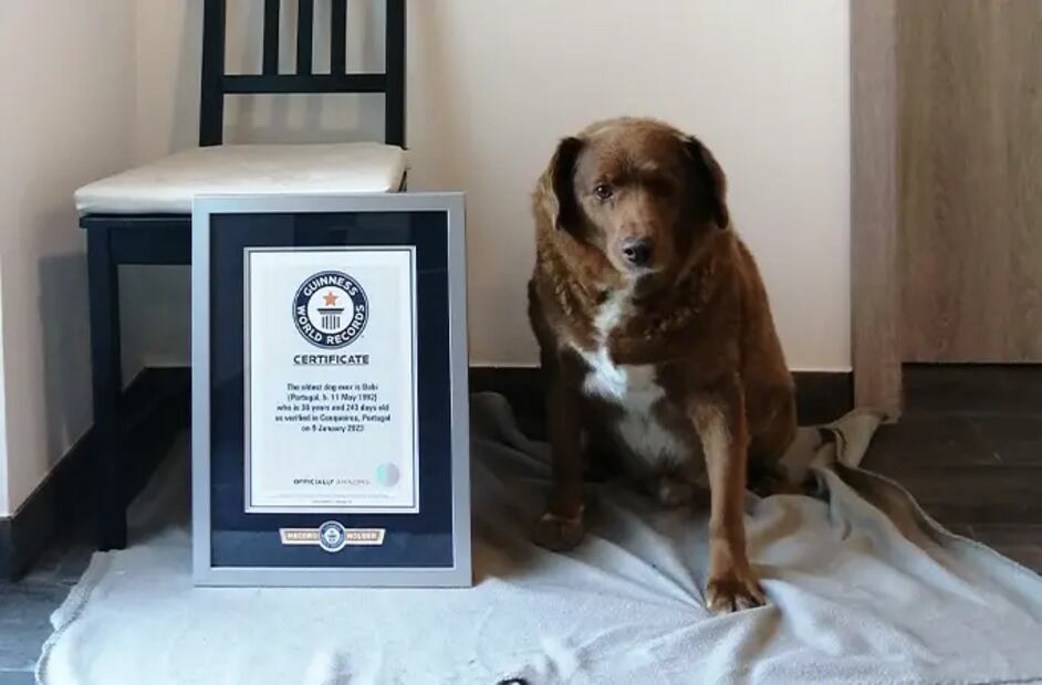 Bobi. Foto: Guinness World Records