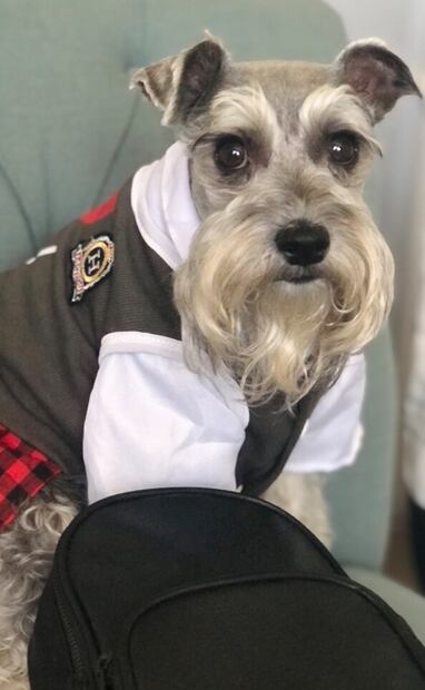 Los más contentos son la industria de accesorios para mascotas, los fabricantes de alimentos, las veterinarias y servicios médicos para estos animales. Foto: cortesía Etsy
