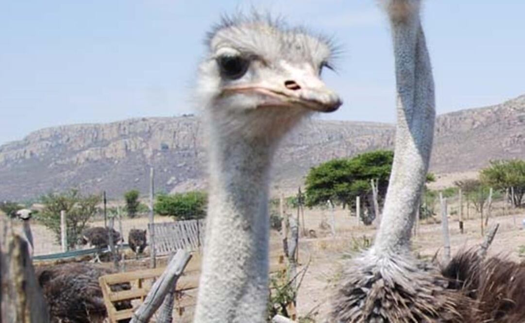 (Foto: Archivo/El Universal) 