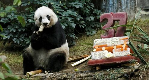 Muere la panda más vieja del mundo en cautiverio