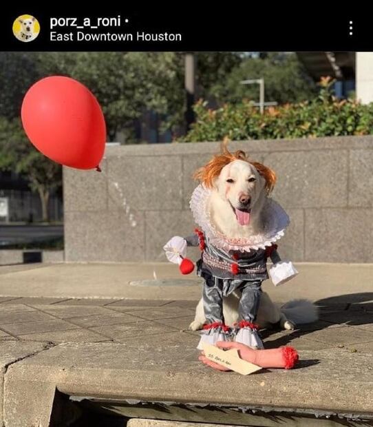 Los disfraces de Halloween más adorables para tu mascota