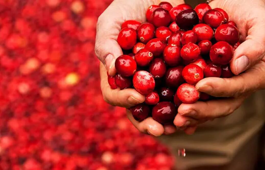 Los arándanos se pueden consumir a manera de snack o en jugos. Foto: Unsplash
