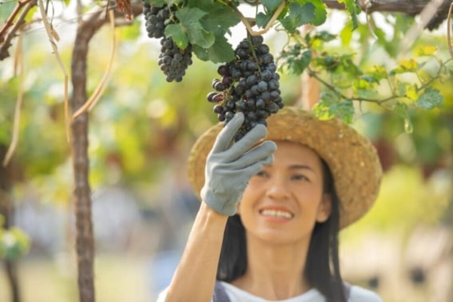 Así puedes convertirte en un experto en vino