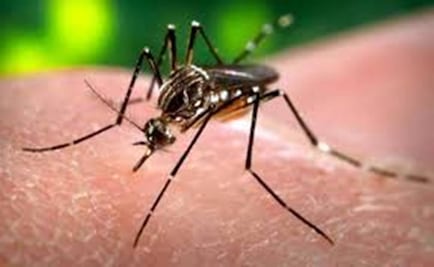Why the Zika virus is causing alarm?