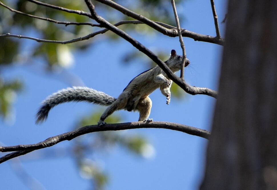 Una ardilla gris (Sciurus carolinensis) camina por la rama de un árbol de Managua, Nicaragua. Foto: EFE, archivo 