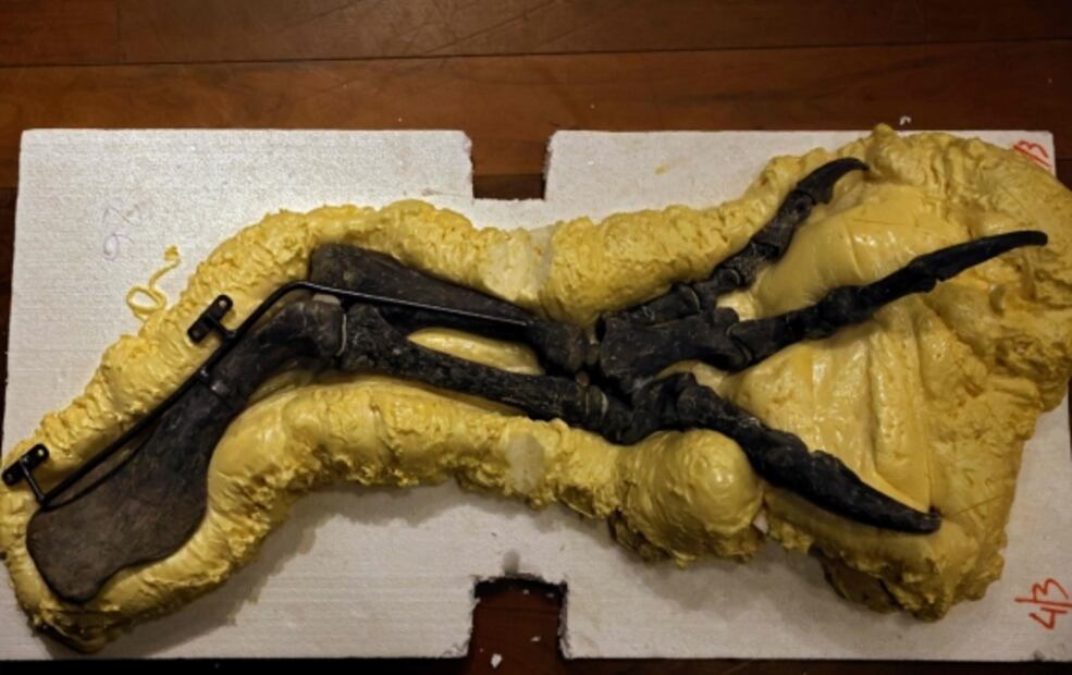 Subastan esqueleto del "abuelo" del T-Rex por millones de dólares