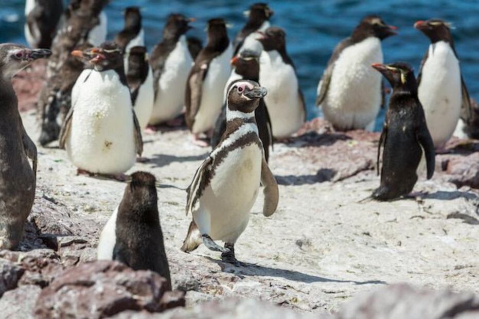 Los pingüinos, aunque pueden parecer tener un pelaje, están cubiertos de plumas. Fuente: Freepik.