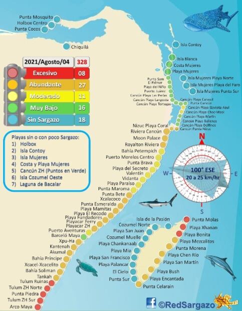 9 cosas que debes saber sobre el sargazo antes de tus vacaciones