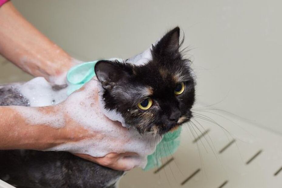 Bañar a un gato sin vacunar. Fuente: Freepik.