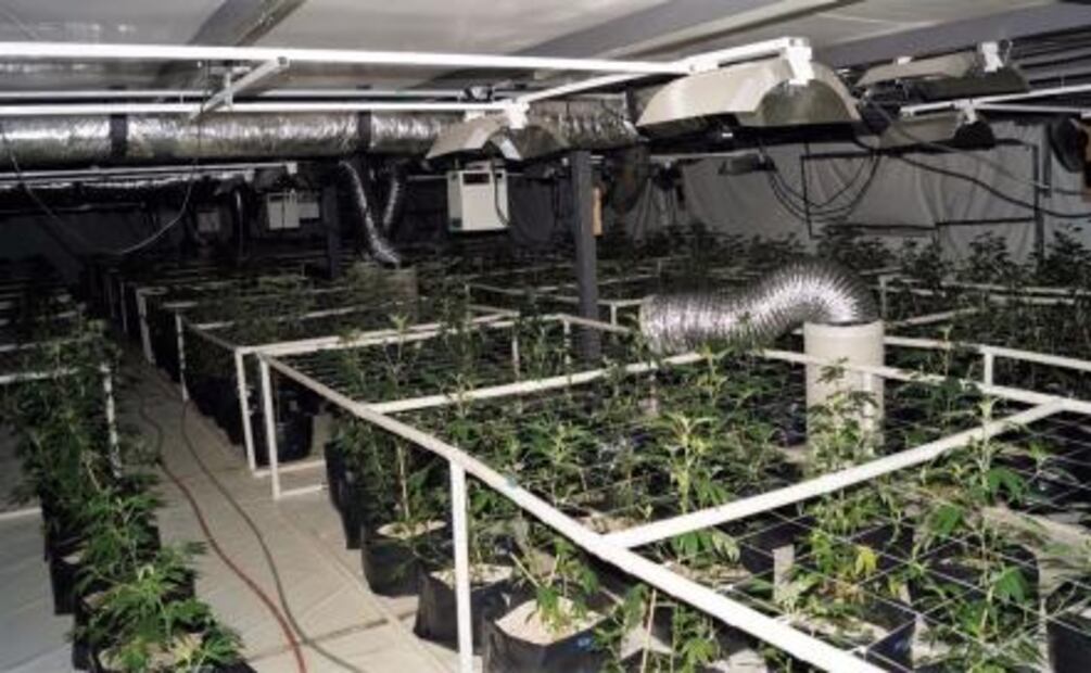 Aseguran laboratorio de procesamiento de marihuana en Edomex