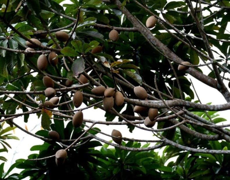 El mamey y sus beneficios para tu salud. Foto: Pixabay