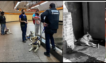 Diputados denuncian legalmente dos hechos de discriminación y maltrato animal en la CDMX