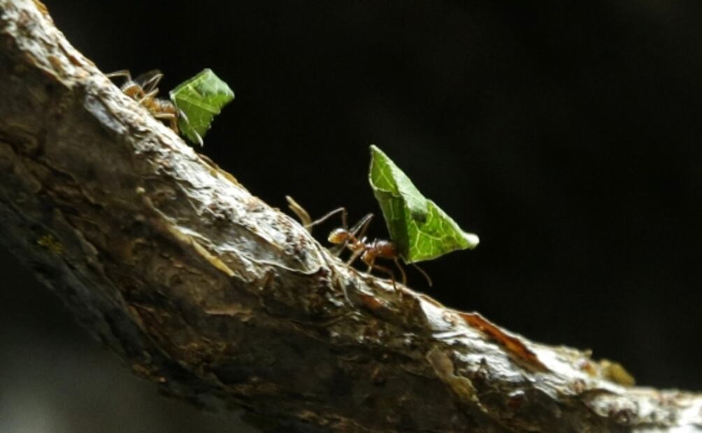Al igual que los humanos, los animales aplican distancia social para evitar contagios de enfermedades