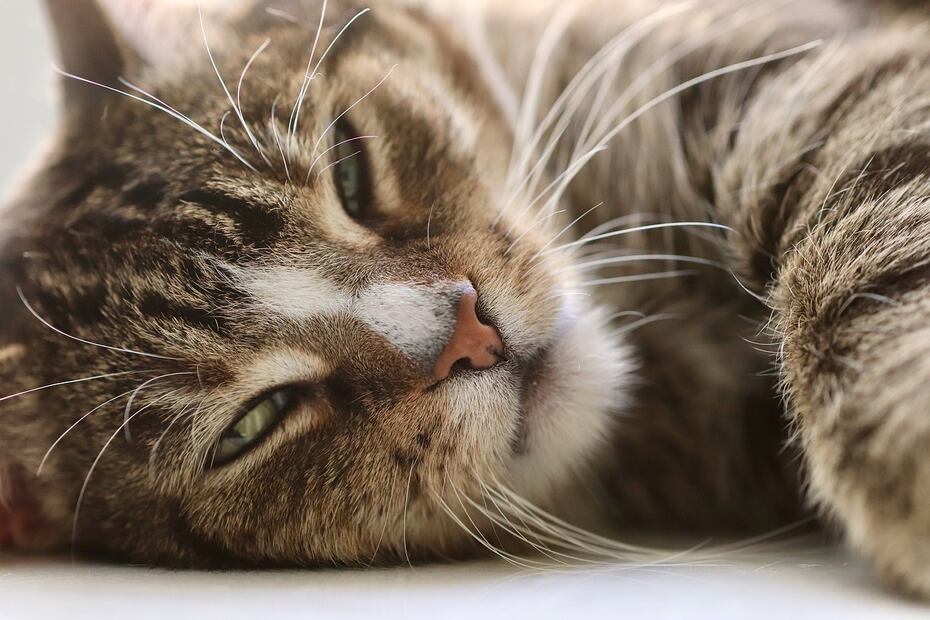 Tu gato también puede ronronear cuando está asustado, angustiado o nervioso. Foto: Pixabay